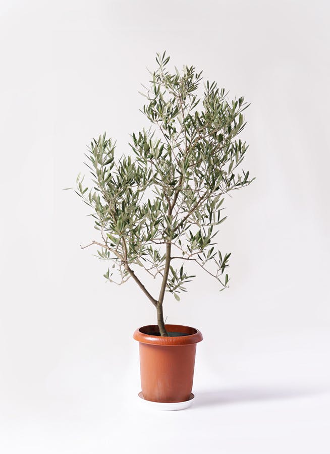 観葉植物 オリーブの木 8号 デルモロッコ バスク ミドル ホワイト 付き