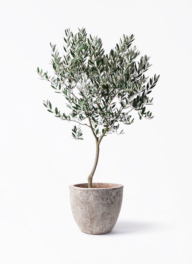 オリーブの木 8号 | 観葉植物 | 送料無料でお届け - Hitohana（ひとはな）
