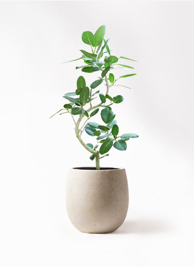 フィカス ベンガレンシス 8号 曲がり | 観葉植物通販 Hitohana（ひとはな）