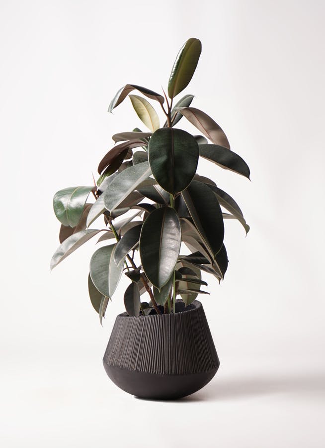 観葉植物 フィカス バーガンディ 8号 ノーマル エディラウンド 黒 付き