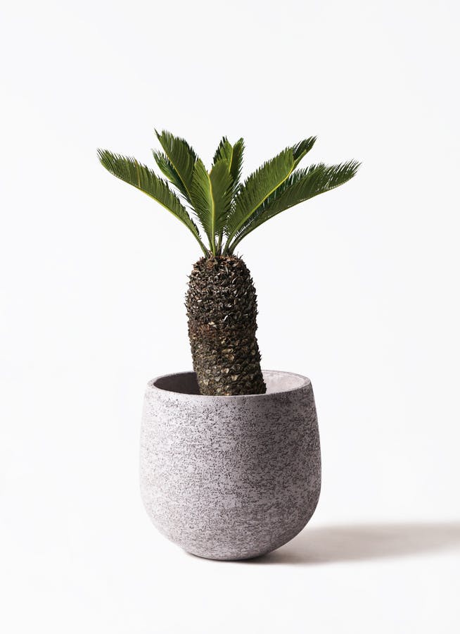 ソテツ 8号 | 観葉植物 | インテリアやギフトに - Hitohana（ひとはな）