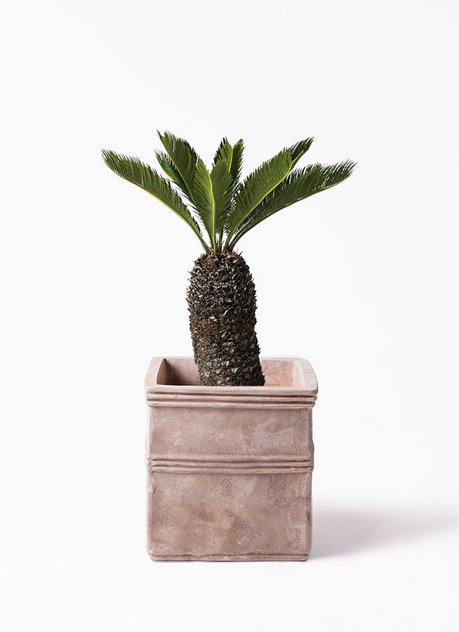 ソテツ 8号 | 観葉植物 | インテリアやギフトに - Hitohana（ひとはな）