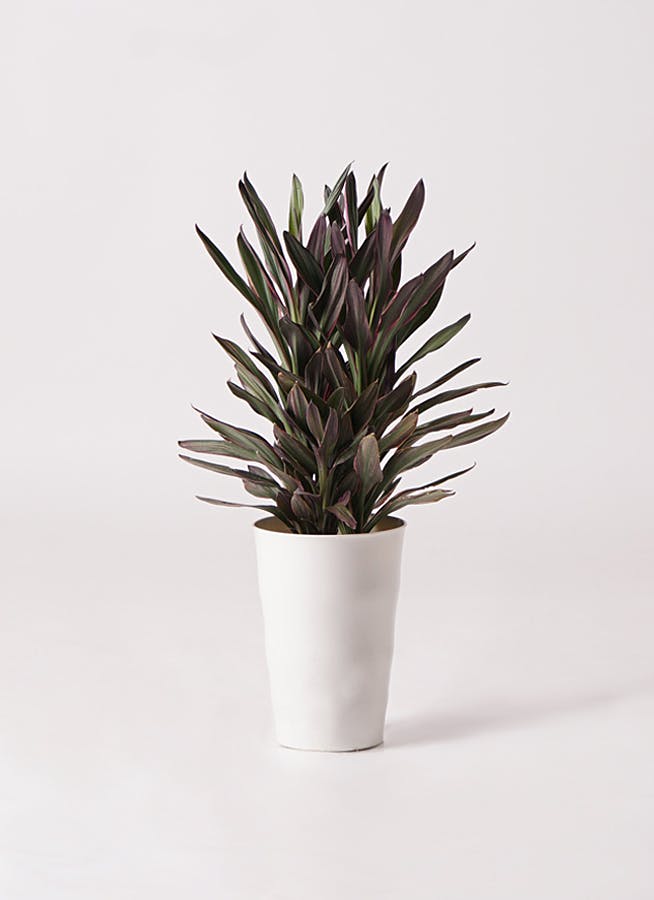 観葉植物 コルディリネ (コルジリネ) サンゴ 6号 エコストーントール