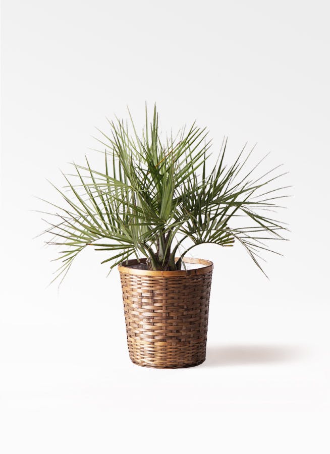 ココスヤシ (ヤタイヤシ) | 観葉植物の通販ならHitoHana（ひとはな）