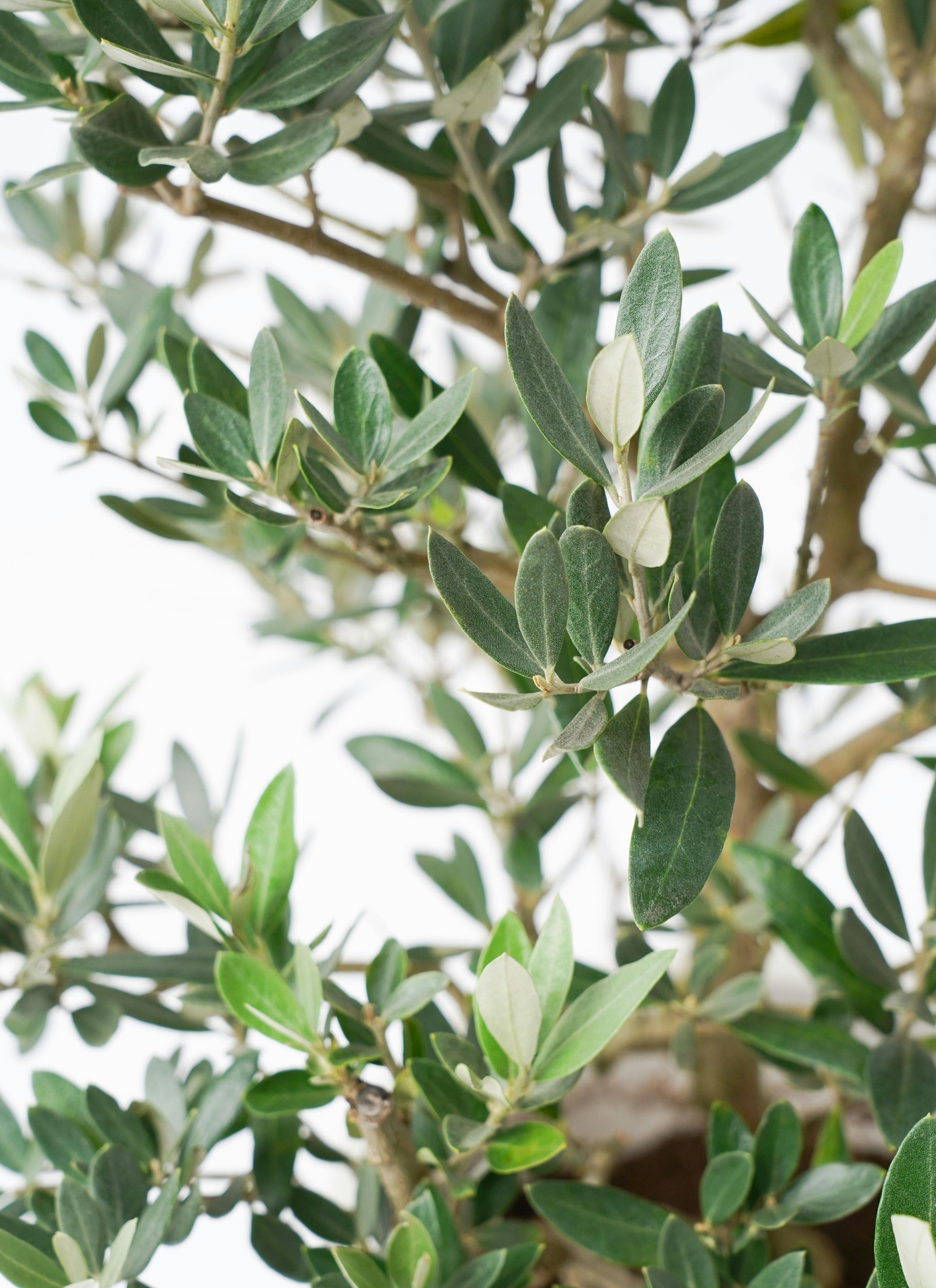 観葉植物 オリーブの木 8号 ピクアル プラスチック鉢 | 観葉植物なら