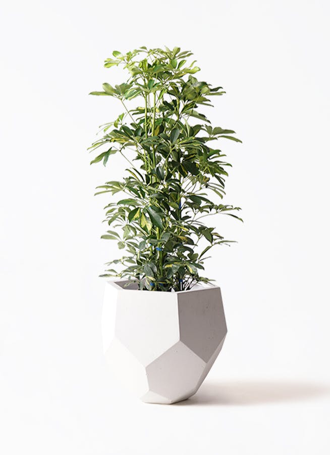 観葉植物 カポック（シェフレラ） 8号 斑入り ポリゴヘクサ 白 付き