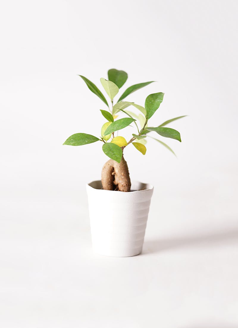 2,999円以下の観葉植物 | 通販サイトHitoHana（ひとはな）