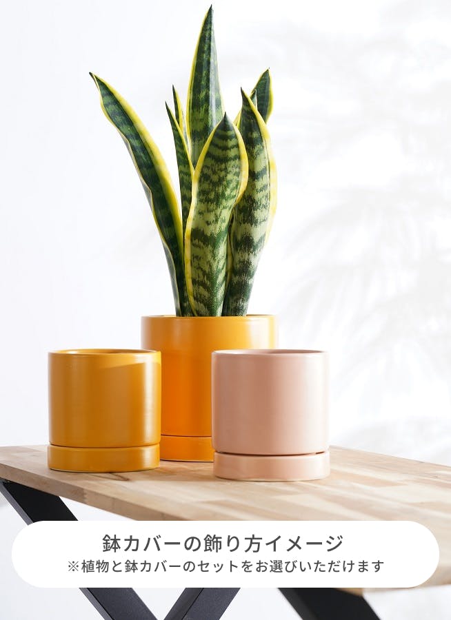 観葉植物 カポック（シェフレラ） 4号 斑入り オーセ 15 Y イエロー