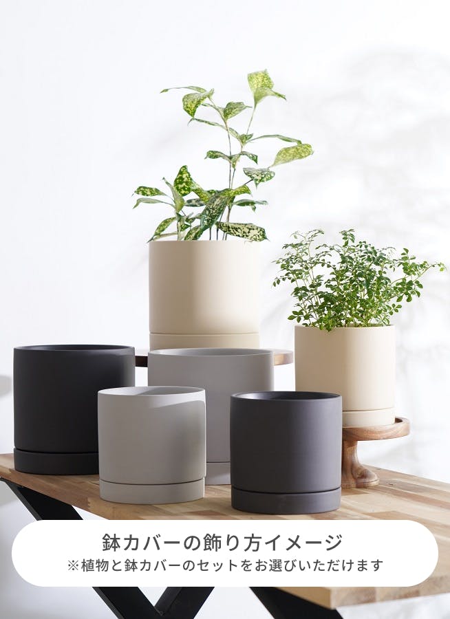 観葉植物 カポック（シェフレラ） 4号 斑入り ルーツ 15 K ブラック