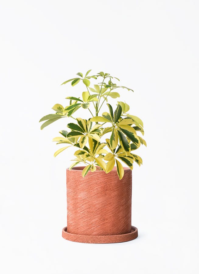 観葉植物 カポック（シェフレラ） 4号 斑入り エッシ 16 R ブラウン