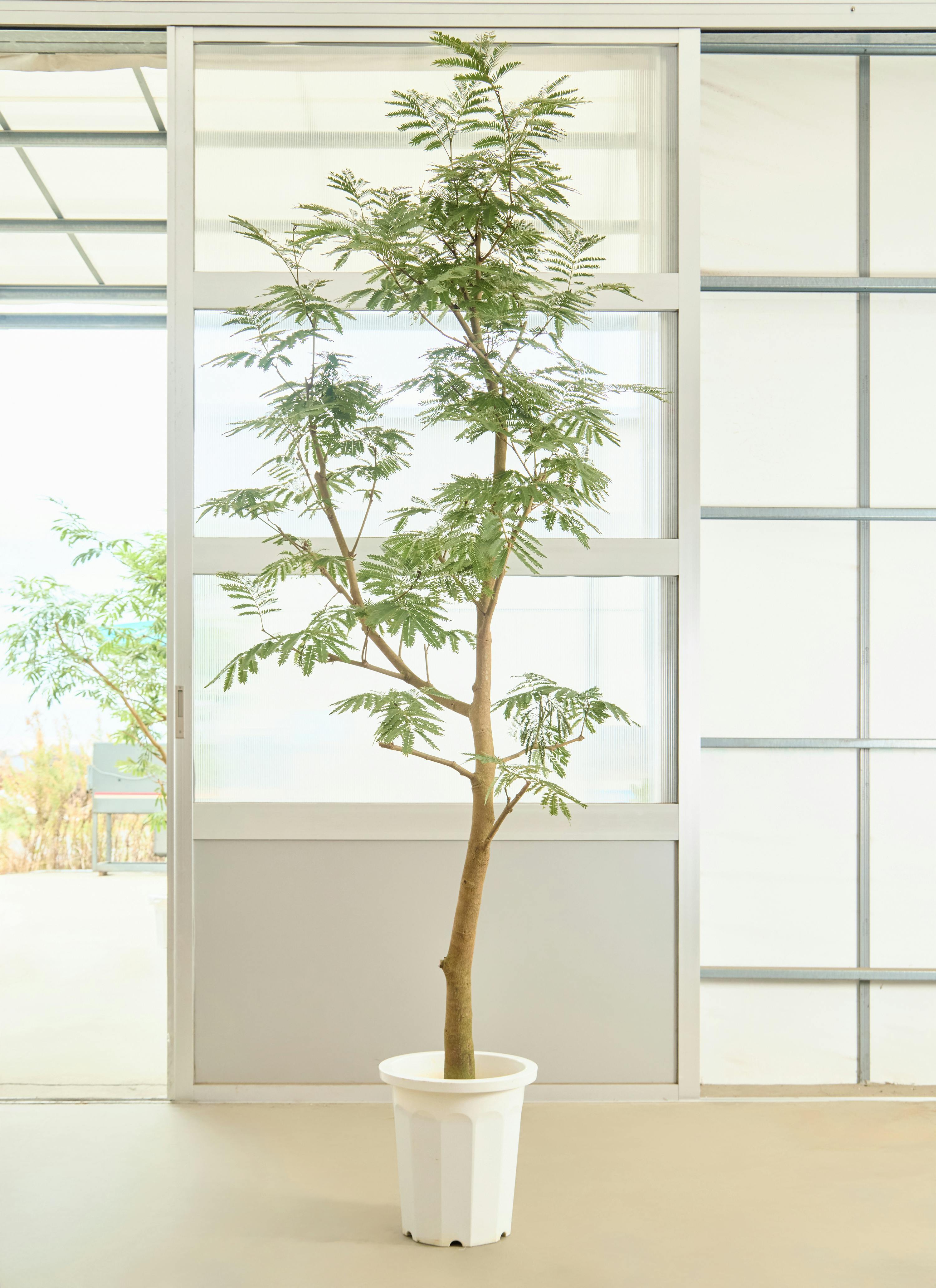 エバーフレッシュ 大型 | 観葉植物通販HitoHana(ひとはな)