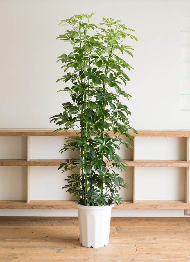 カポック（シェフレラ） 10号 | 観葉植物 | インテリアやギフトに