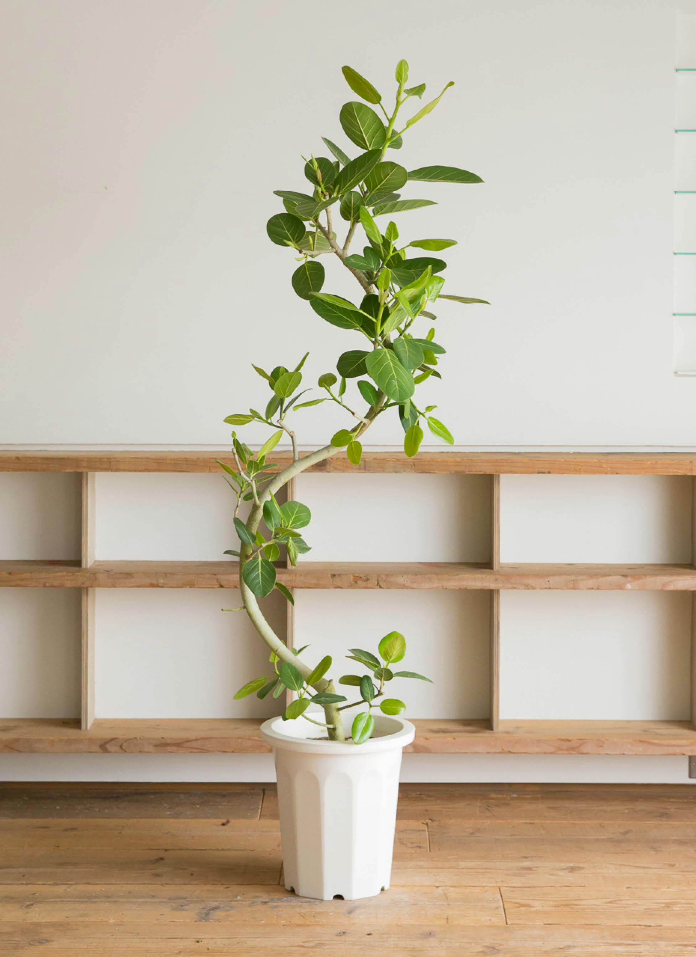 観葉植物 フィカス ベンガレンシス 10号 曲り ラスターポット 付き