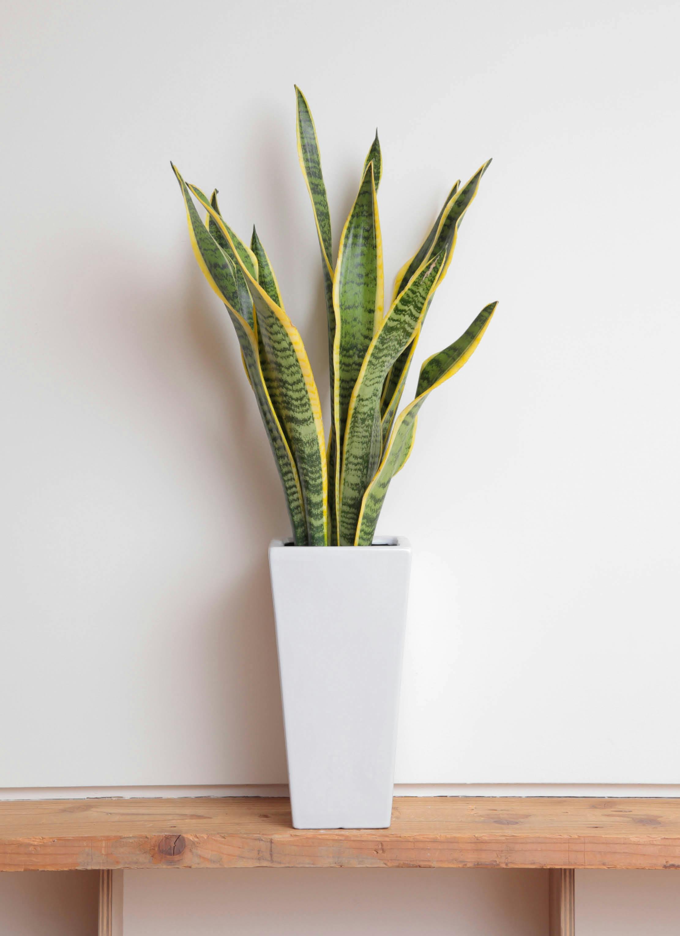 サンスベリア 6号 | 観葉植物 | インテリアやギフトに - Hitohana