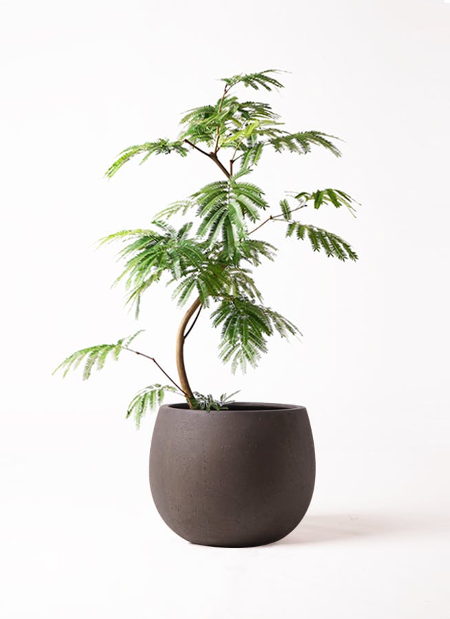 幹太エバーフレッシュ 大型 観葉植物 8号鉢 観葉植物 本物