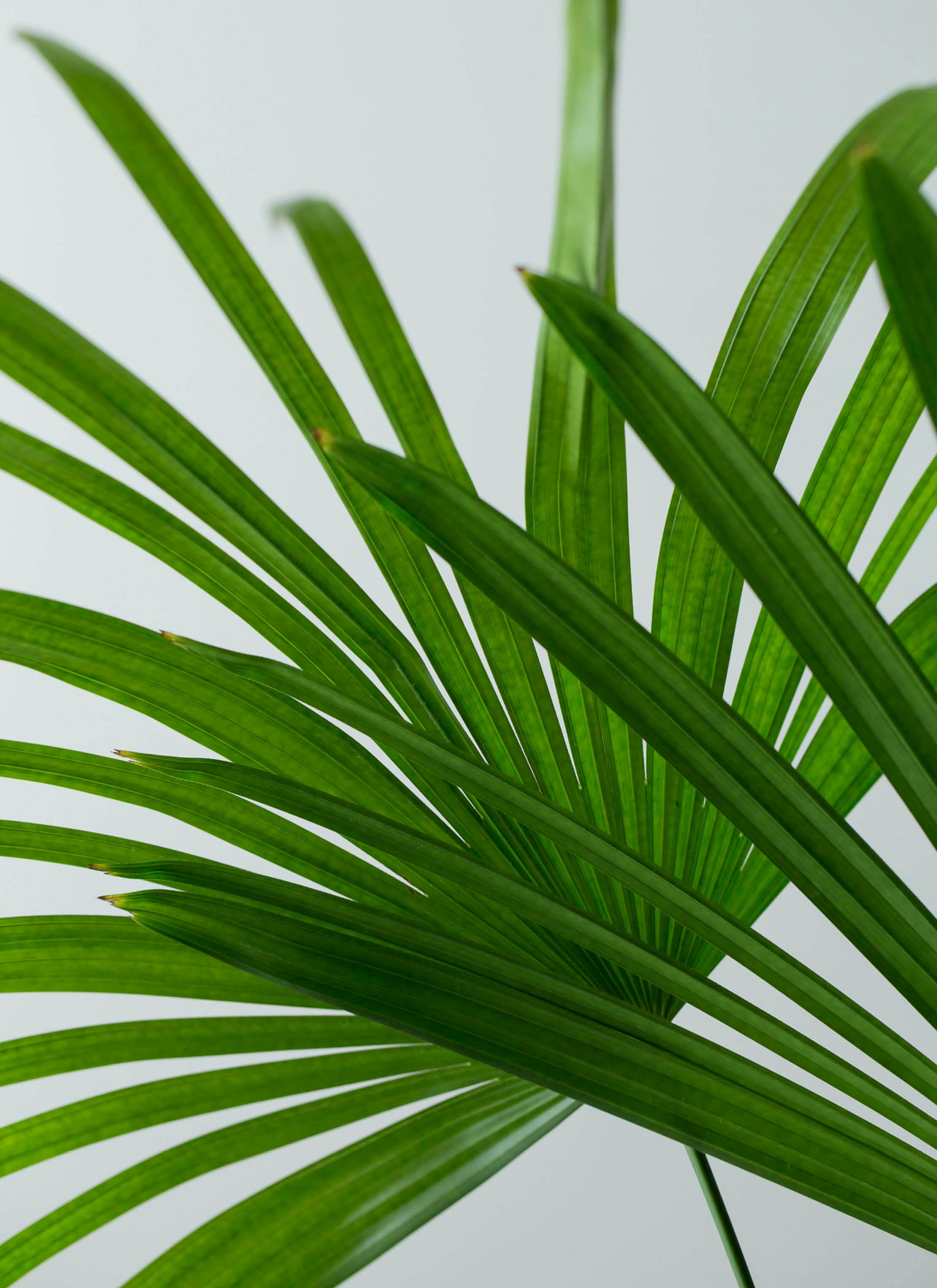 観葉植物 シュロチク（棕櫚竹） 10号 アルマ ミドル 付き | 観葉植物