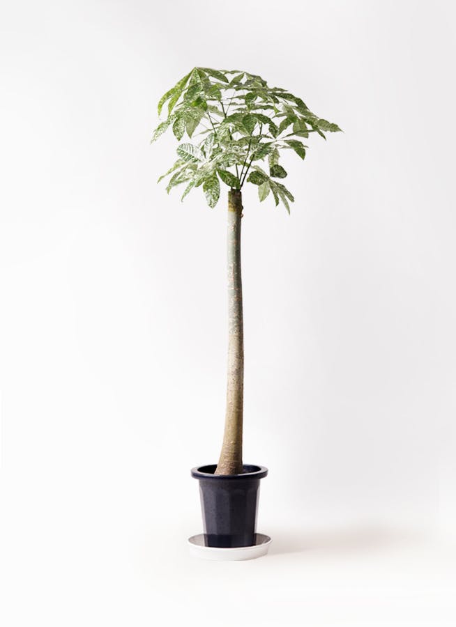 観葉植物 パキラ 10号 朴 斑入り ラスターポット 付き | 観葉植物なら