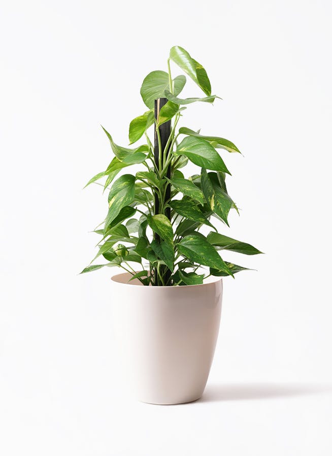 ポトス 6号 | 観葉植物の通販ならHitoHana（ひとはな）