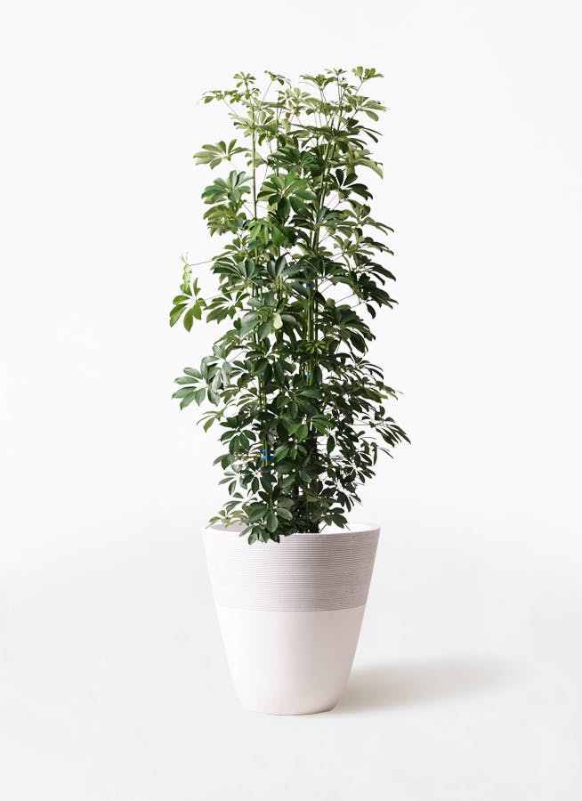 観葉植物 カポック（シェフレラ） 10号 ノーマル ジュピター 白 付き