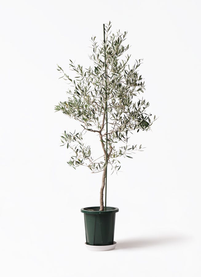 観葉植物 オリーブ 10号 バルネア プラスチック鉢 / 小倉園 | 観葉植物