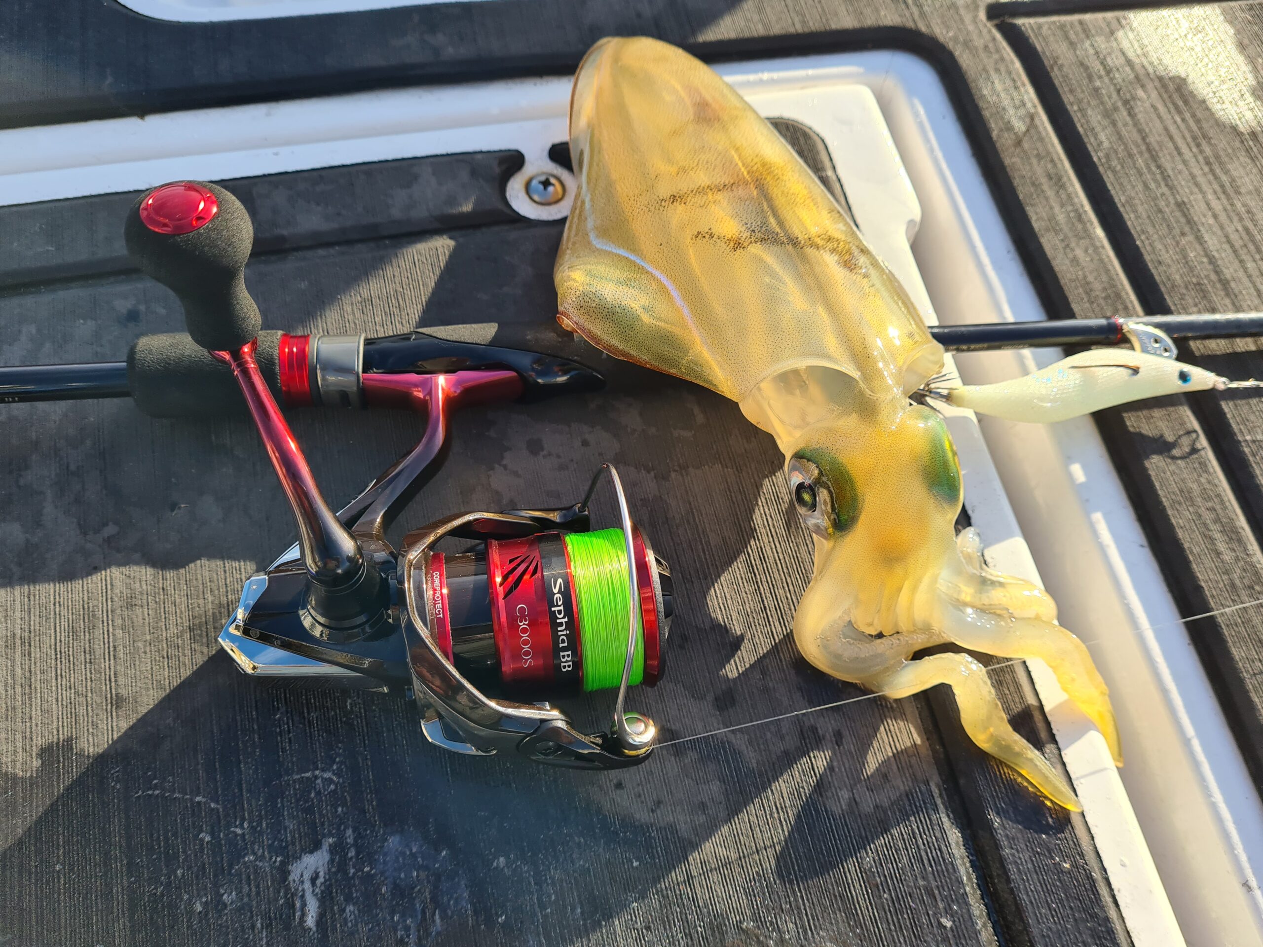 Shimano Sephia BB Reel - Hooked Up Magazine