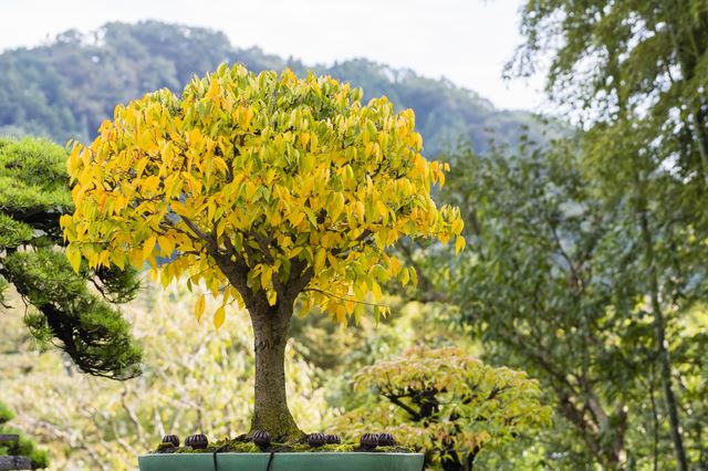 実生から育てて作る欅の盆栽の箒仕立｜盆栽｜趣味時間