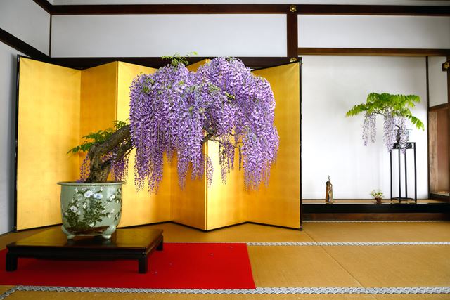 晩春から初夏にかけて花を楽しむ藤の盆栽｜盆栽｜趣味時間