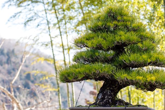 初めて仕立てる黒松の模様木｜盆栽｜趣味時間