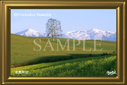 美瑛丘巡り地図写真（嵐の木・パフーの木・絵本の木・ケンとメリーの木