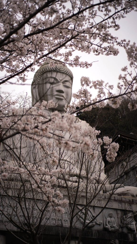 壷阪寺には さくらに包まれる大仏様がよるも鮮やかに
