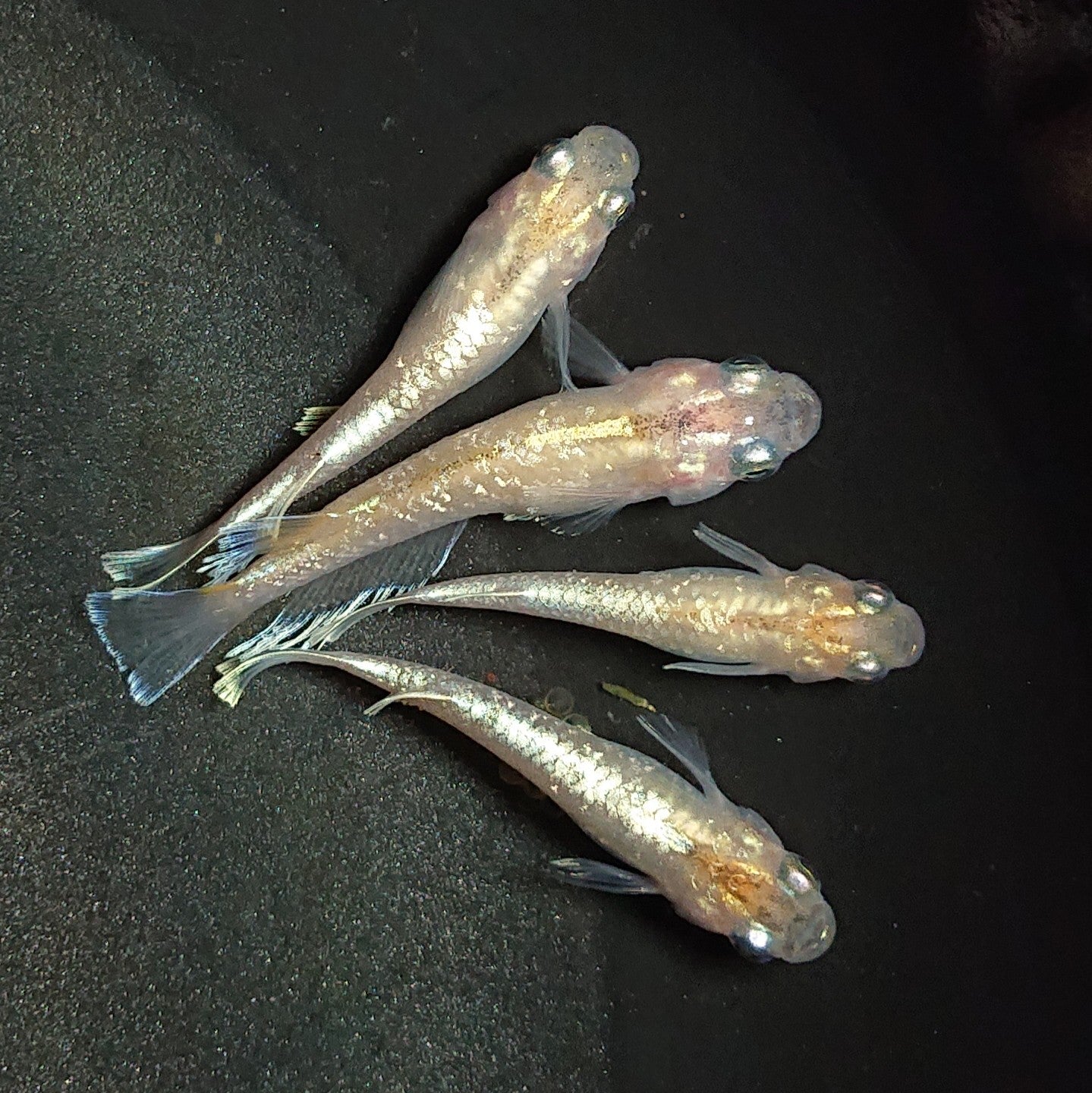 ARS AU 真贋鑑定】メタモン 053/086 イシツブテ ARS AU 真贋鑑定