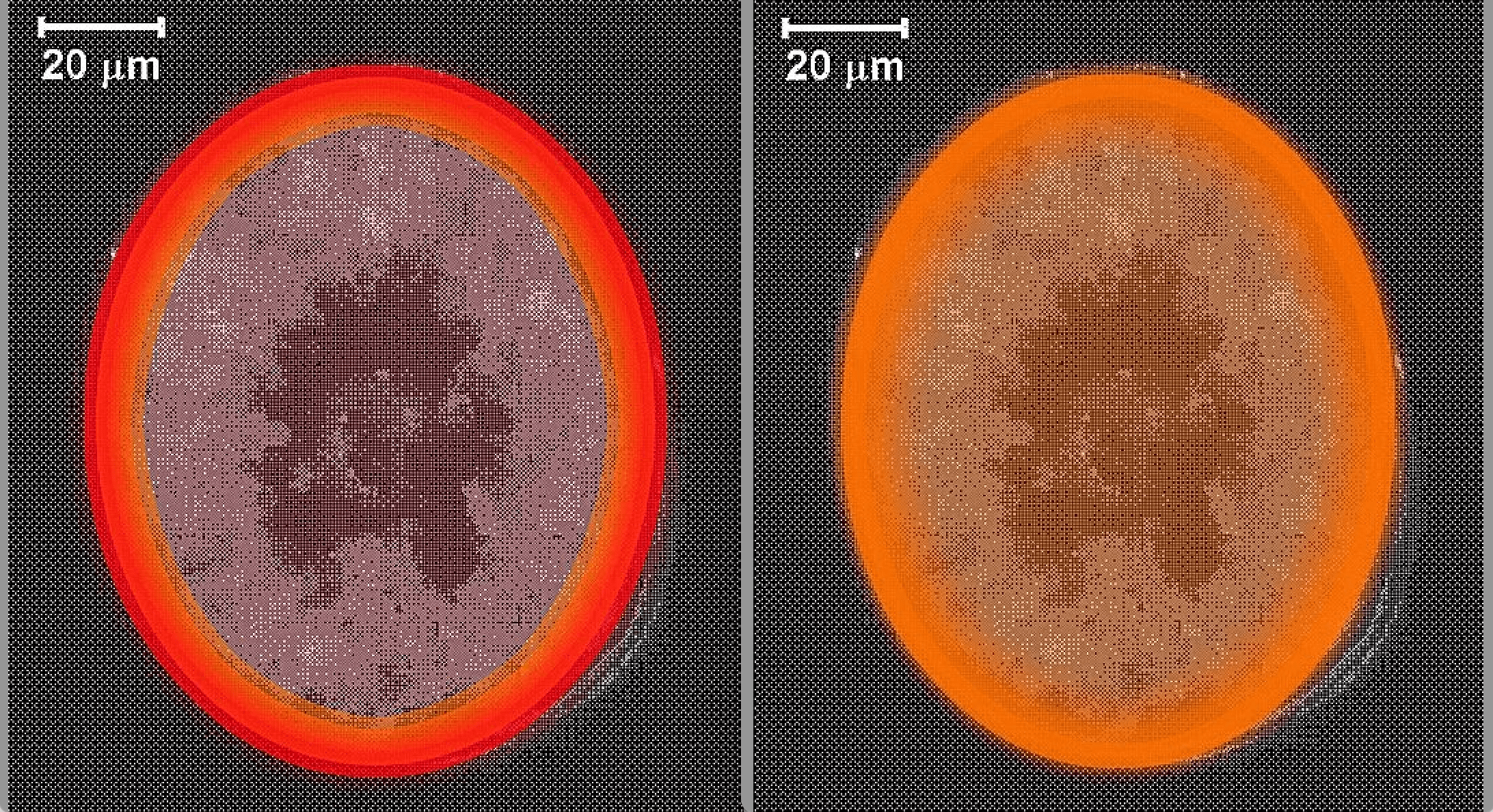 FEEL ピュアセラミックヘアアイロン 〜熱ダメージを防いでしっとり