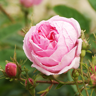 相原バラ園 / ロサ・ケンティフォリア（ケンティフォリア）【大苗】