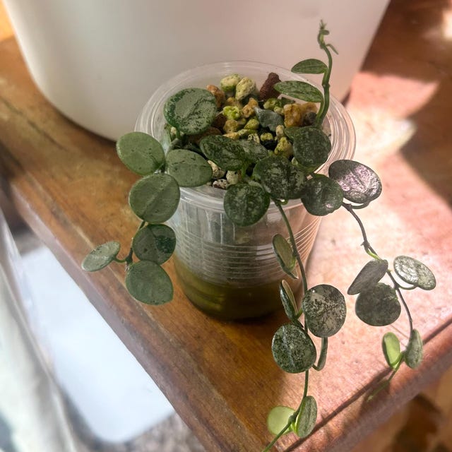 Hoya serpens (Silver) | 2-Inch – Hoya Treasures