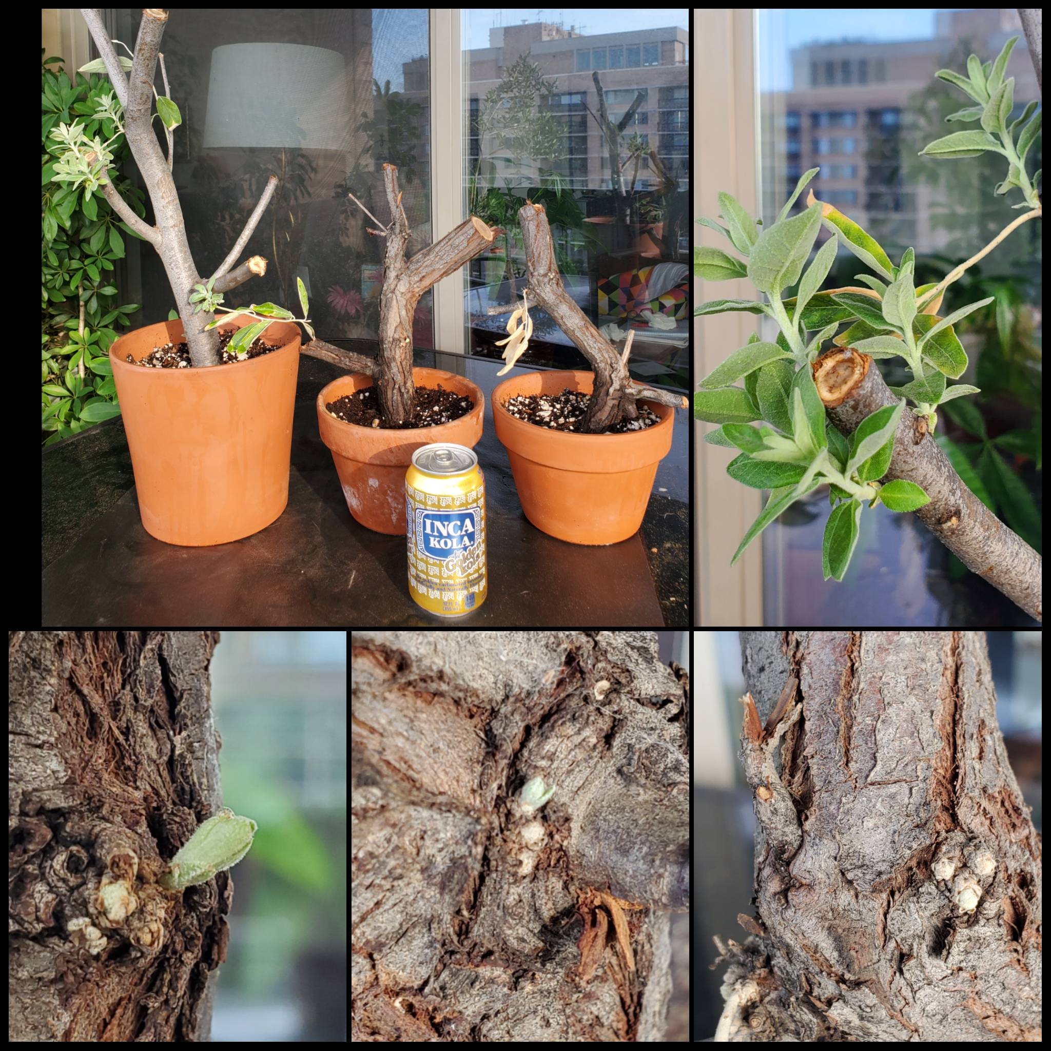 生きてる！ロシアオリーブの太い枝の挿し木実験から芽と新芽が出てきた