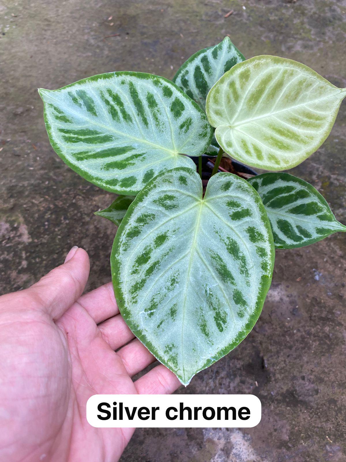 Silver chrome : r/Anthurium