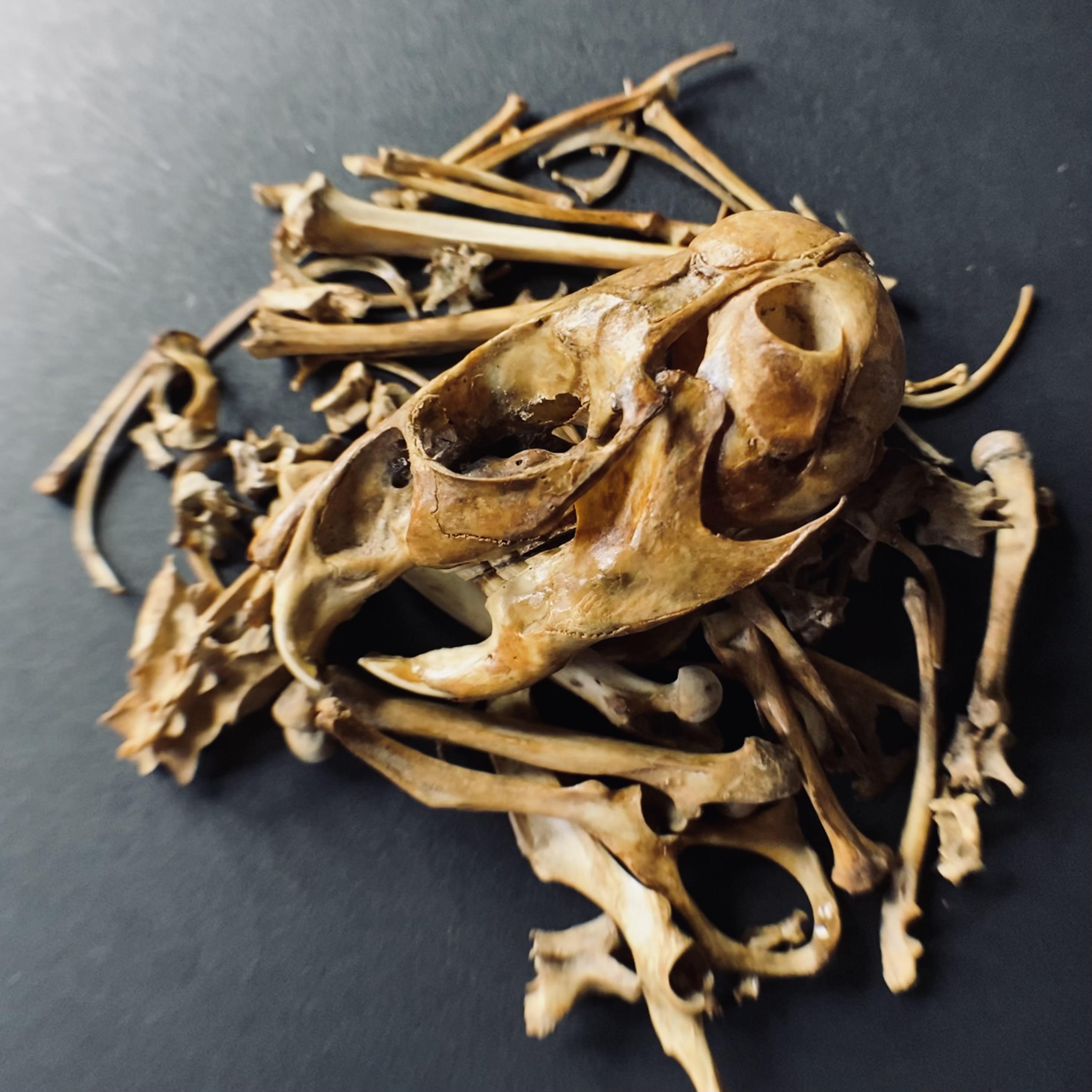 これは私のペットのチンチラの骨格です。どうすればいい？ : r