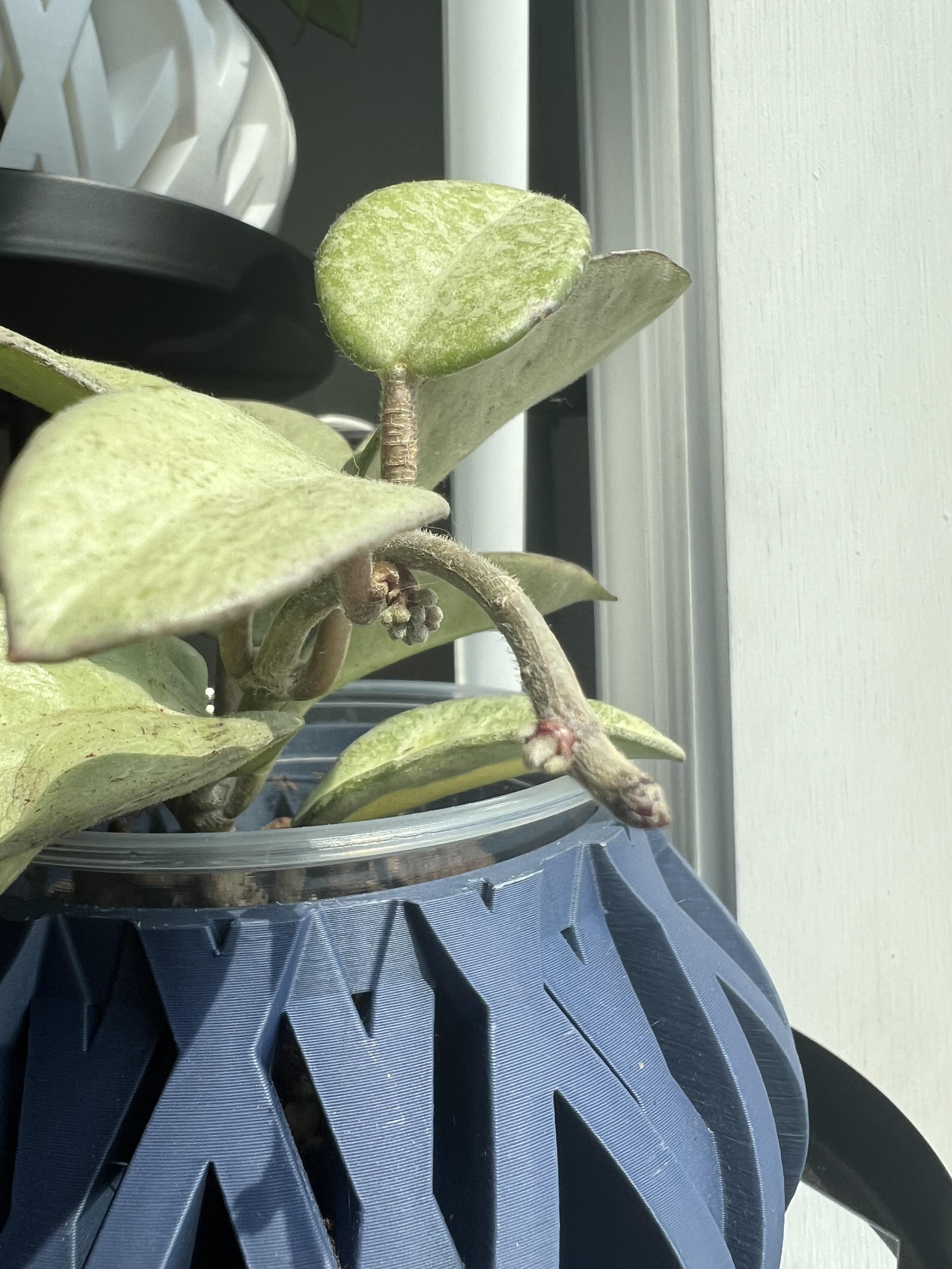 誰かホヤ・アルゲンティア・プリンセスの花持ってる人いる？写真とか