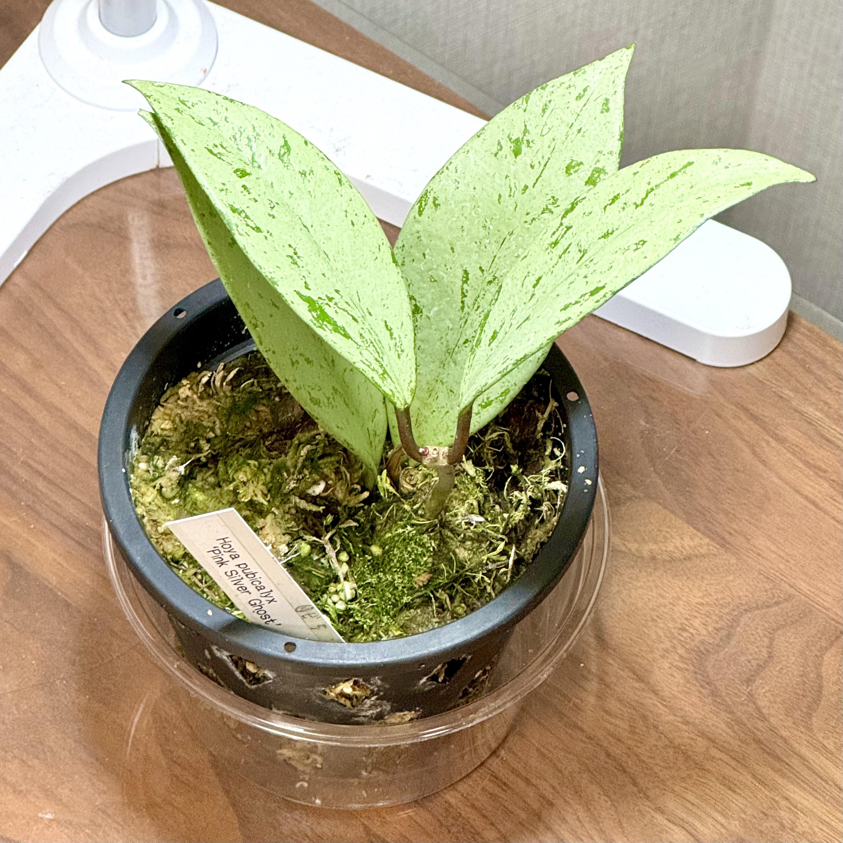 初めてのホヤを手に入れたよ！ (ホヤ・パブリカリス 'ピンクシルバー