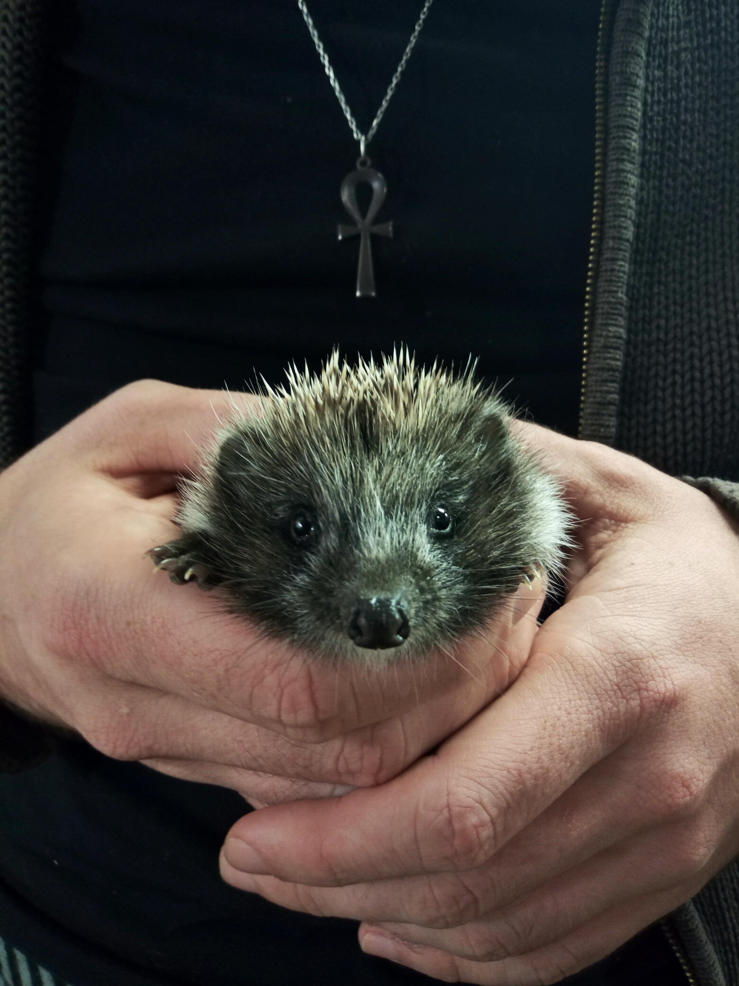 これはうちのハリネズミの赤ちゃん、6～8週間くらいなんだ。どれくらい