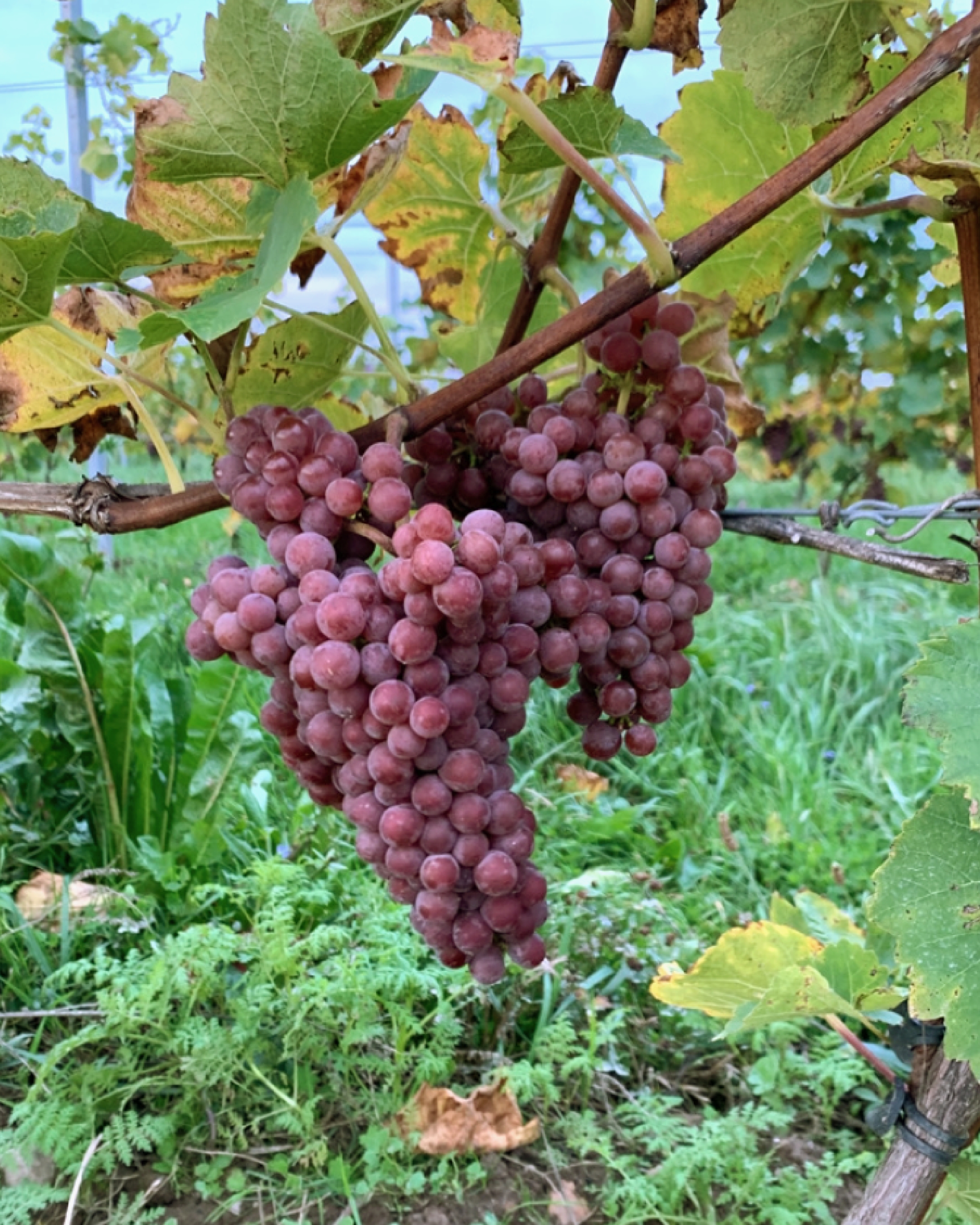 進化するスウェーデンワイン！