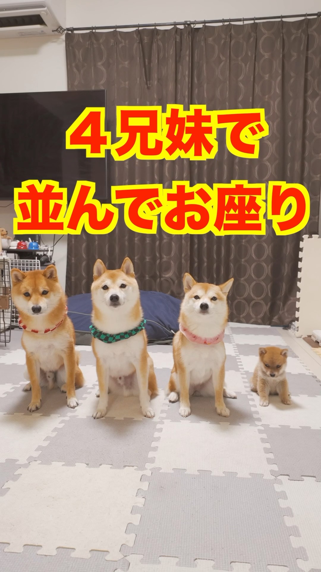 The first four shots. They all got along well #Shorts #Shiba inu