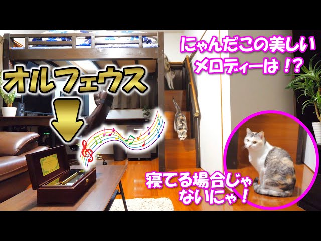 オルフェウス72弁オルゴールの美しいメロディーを聞かせたら