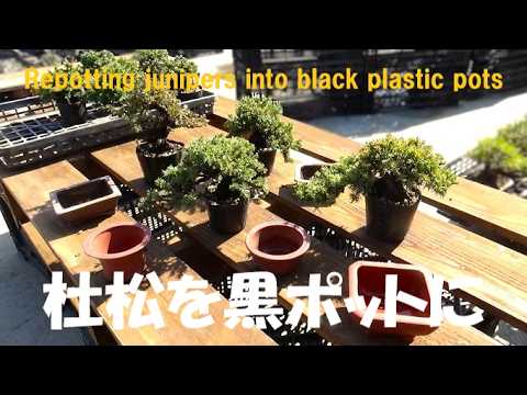 盆栽工房 春嘉 - YouTube