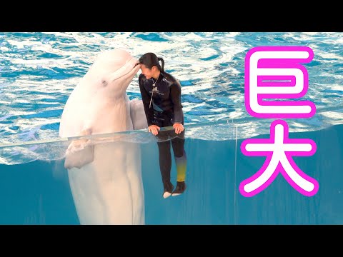巨大な白イルカ、ベルーガが可愛すぎる! White Dolphin Show At