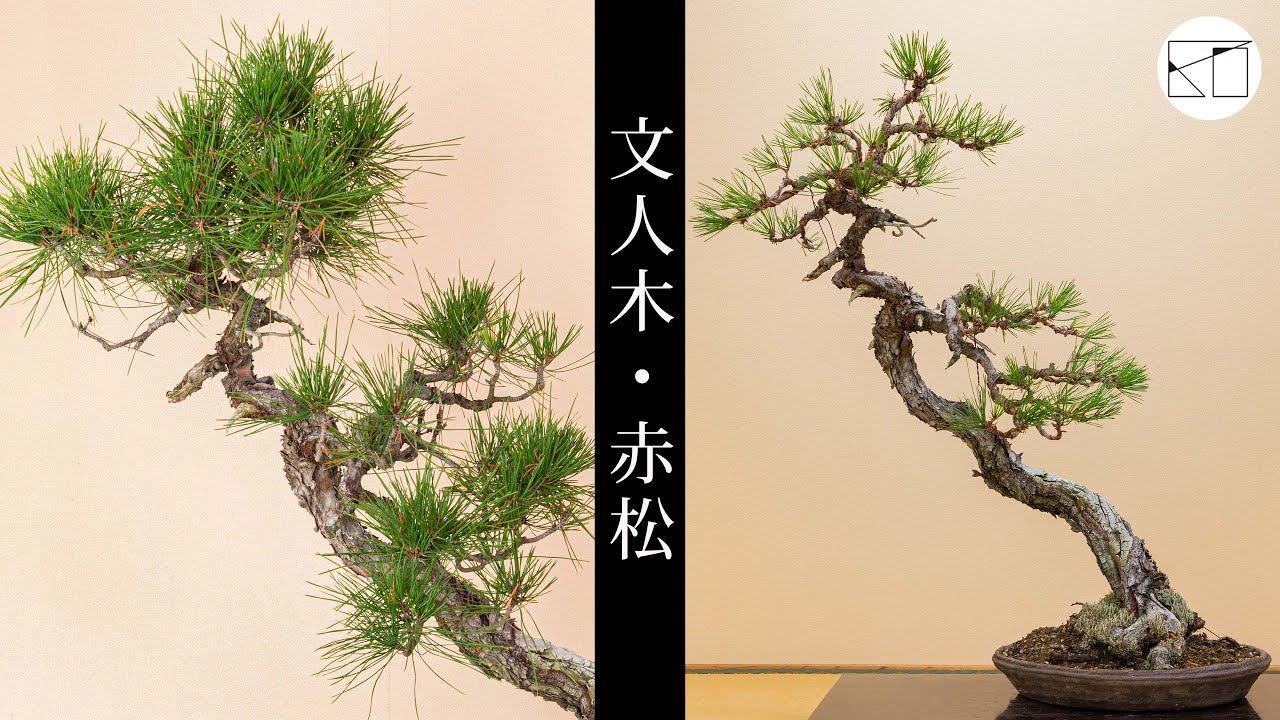 Literati Tree Form] Removing old leaves and shaping a red pine