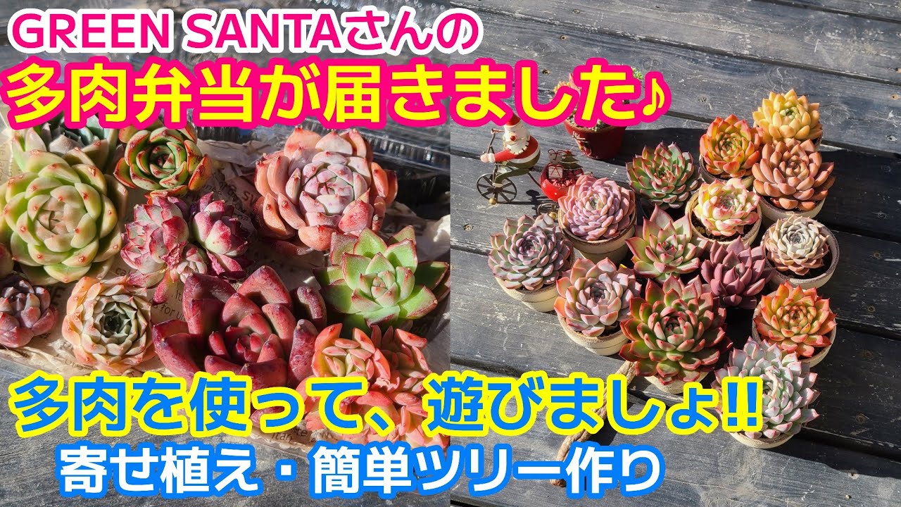 多肉植物】購入した多肉が届きました！🎄多肉を使ってお家でも楽しもう