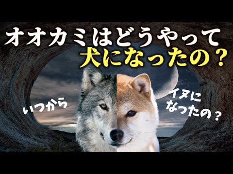 How did dogs become man's best friend? | The origin of dogs - YouTube