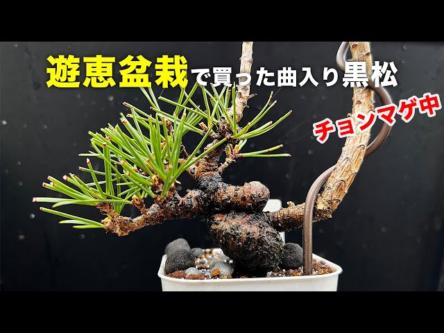 KRM5】曲入り苗をさらに畳んだ三河黒松 #盆栽 #bonsai - YouTube