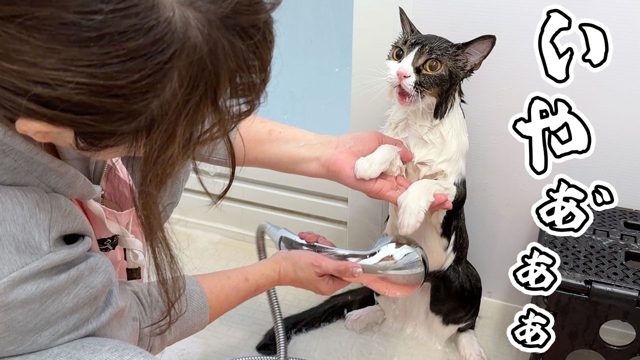 コストコ】NEWGALE ファイヤーフライ LED ストリングライト 12m 20球